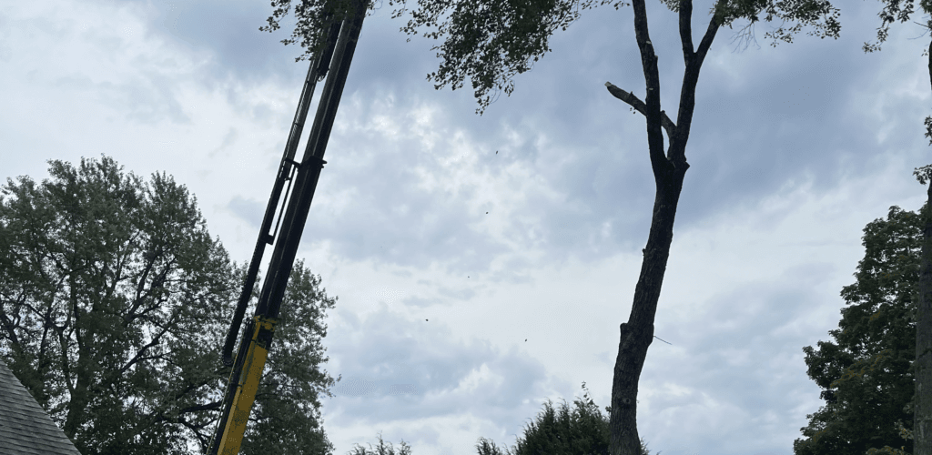 Crane boom extended high above the treeline during a crane-assisted tree removal