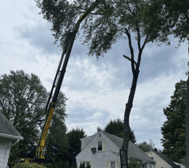 Crane boom extended high above the treeline during a crane-assisted tree removal