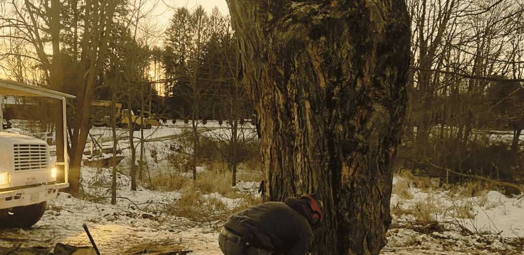 Crew member cutting a large trunk section with a chainsaw in evening light