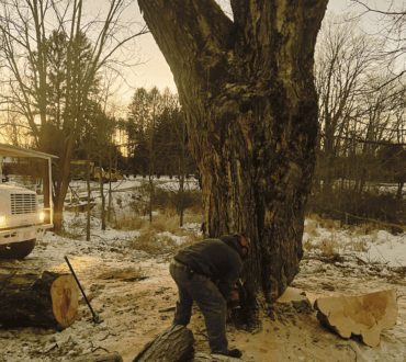 Crew member cutting a large trunk section with a chainsaw in evening light