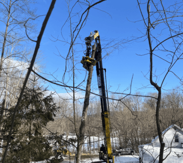 Crane truck boom raised into bare trees during a tree removal