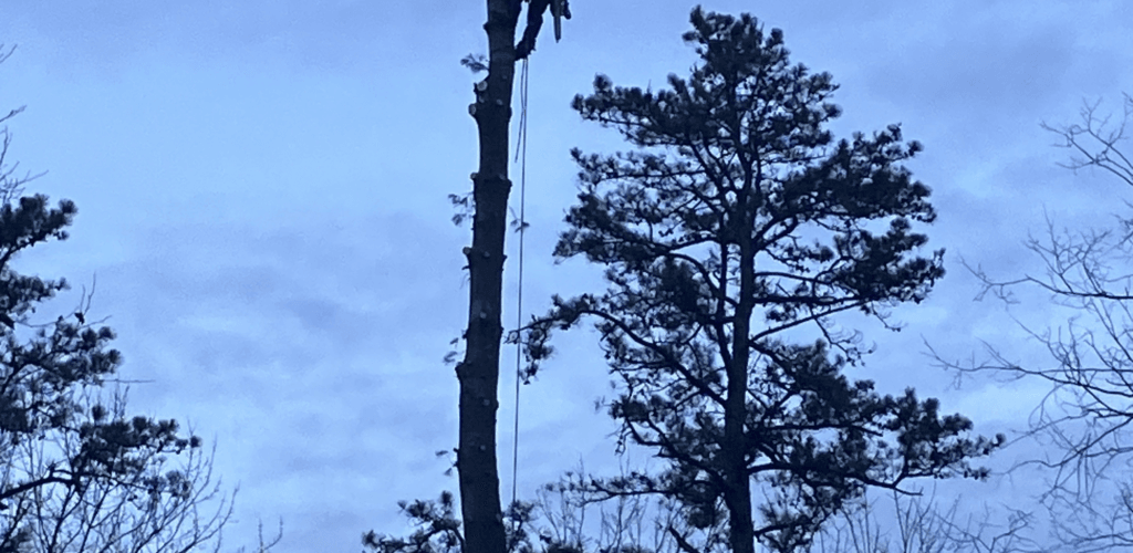 Climber roped high in a bare tree during a tree trimming job in Franklin County, MA