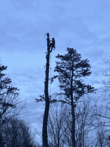 Climber roped high in a bare tree during a tree trimming job in Franklin County, MA