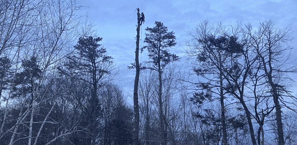 Tall pines being climbed and dismantled during a tree removal in Franklin County, MA