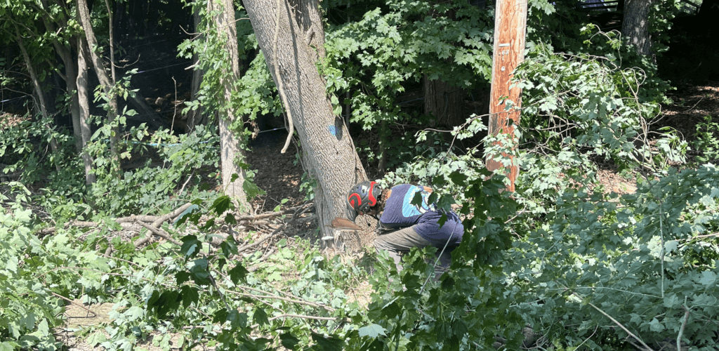 PV Tree Service crew member cutting felled limbs with a chainsaw at ground level